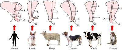 Large animal models for the study of tendinopathy